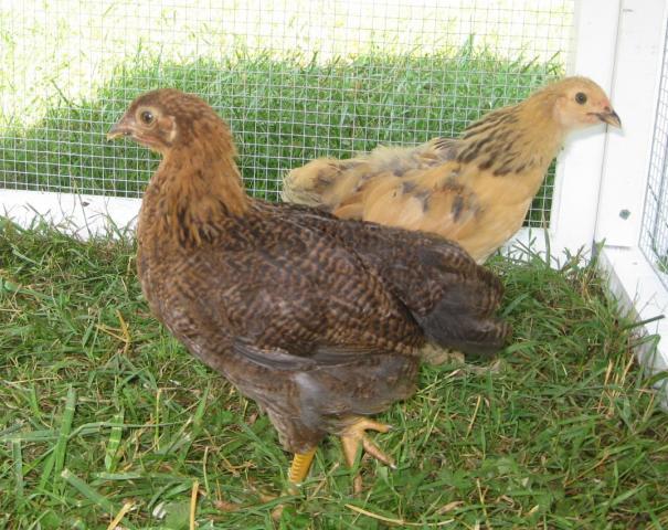 54525_chickens_continued_003.jpg