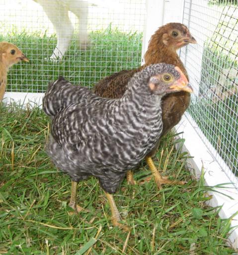 54525_chickens_continued_006.jpg