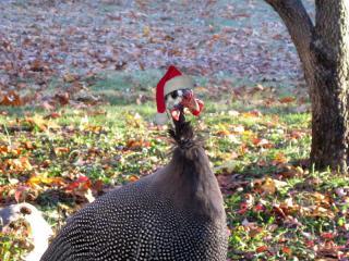 54525_christmas_chickens_1.jpg