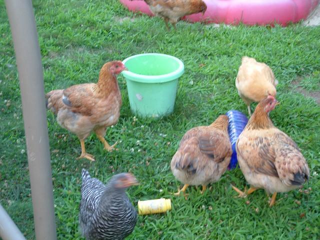 54538_dscf0070.jpg
