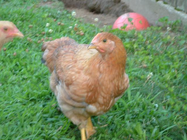 54538_dscf0071.jpg