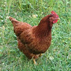 54538_new_hamp_red.jpg