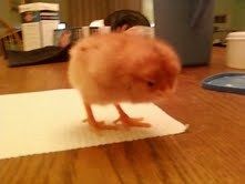 54554_ellie_chick_pic_1.jpeg