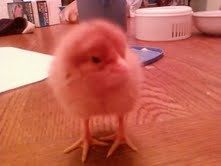 54554_ellie_chik_pic_2.jpeg