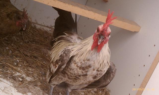 54554_imag0967.jpg