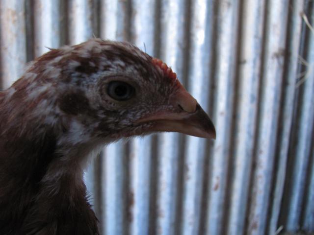 54555_013.jpg
