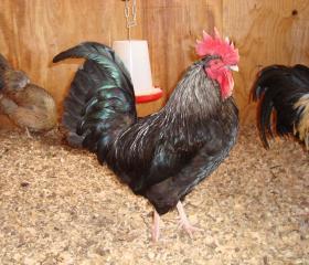 54579_dorkings_068.jpg