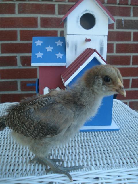 54618_chick1_3wks.jpg