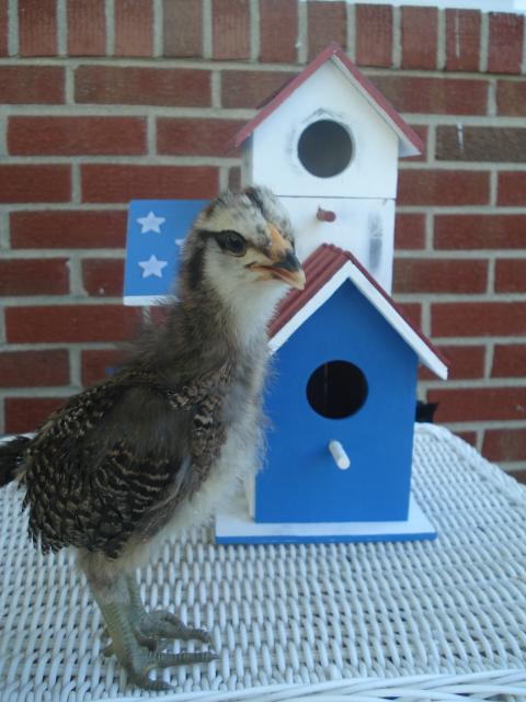 54618_chick2_at_3wks.jpg