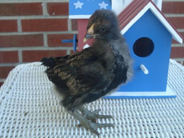 54618_chick4_3wks.jpg