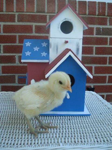 54618_chick5_11days.jpg