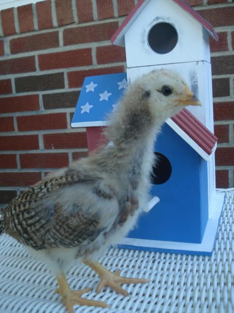 54618_chick_3_3wks.jpg