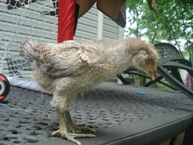 54618_chickens_4wks_june6th_011.jpg