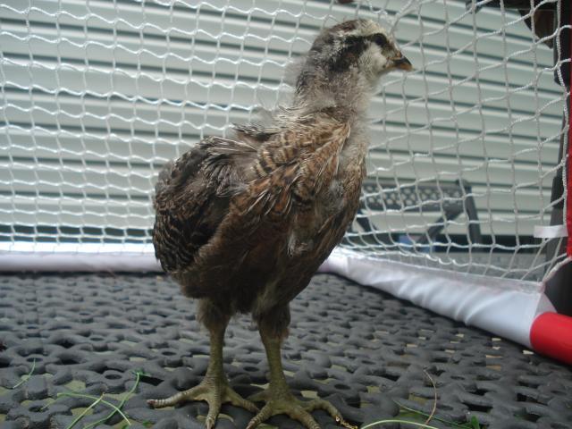 54618_chickens_4wks_june6th_017.jpg