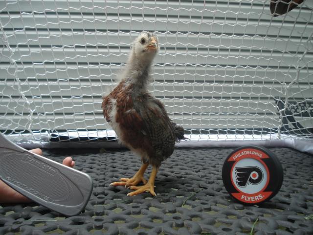 54618_chickens_4wks_june6th_023.jpg