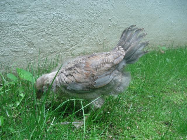 54618_chickens_5wks_june12_002.jpg