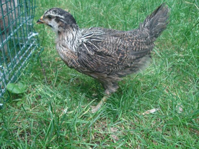 54618_chickens_5wks_june12_006.jpg