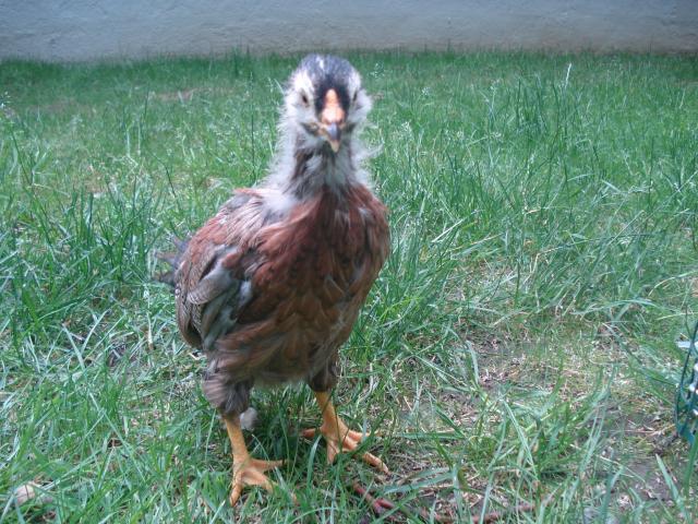54618_chickens_5wks_june12_010.jpg