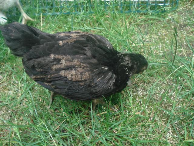 54618_chickens_5wks_june12_017.jpg