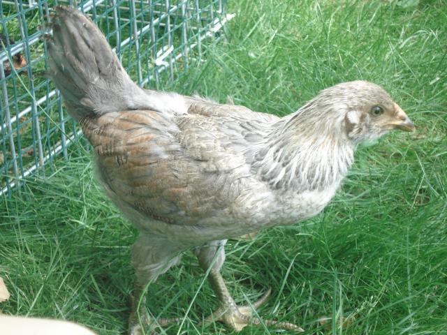 54618_chickens_6wks_june22_001.jpg