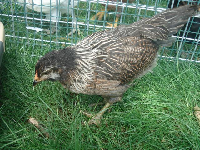 54618_chickens_6wks_june22_009.jpg