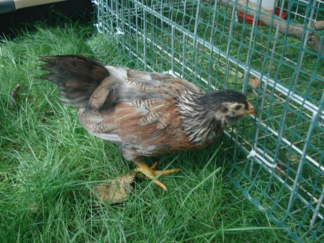 54618_chickens_6wks_june22_018.jpg