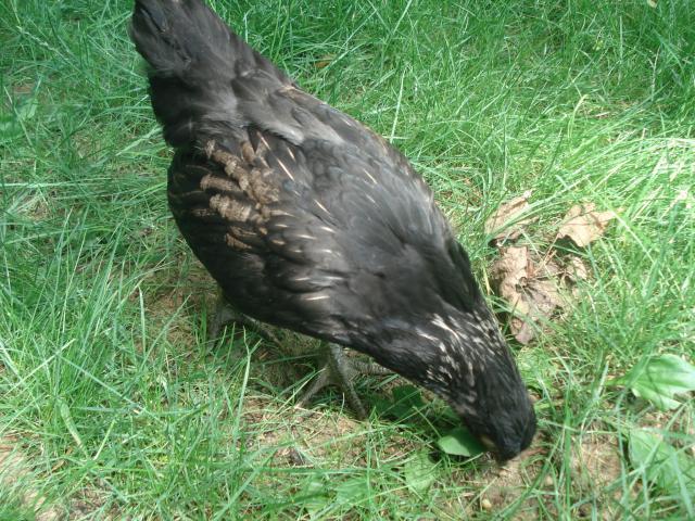 54618_chickens_6wks_june22_022.jpg