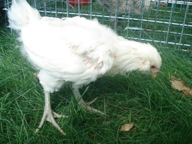 54618_chickens_6wks_june22_026.jpg