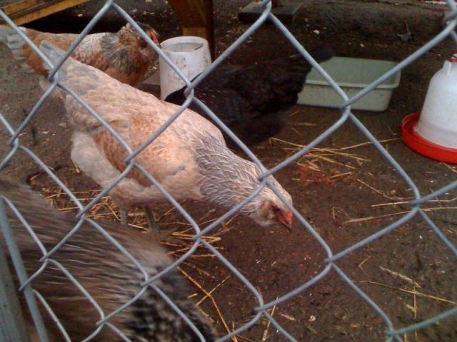 54618_meanhen010.jpeg
