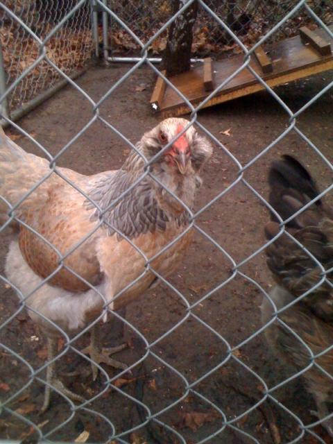 54618_meanhen011.jpeg