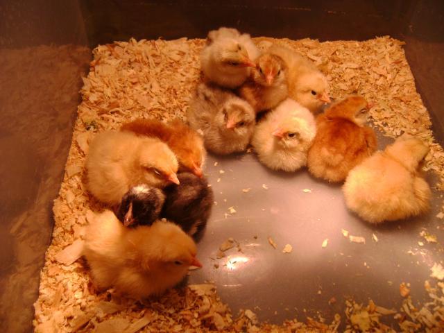 54629_baby_chicks_6410_012.jpg