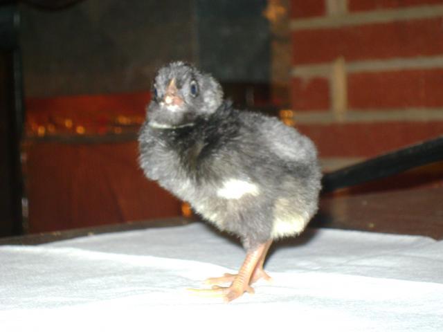 54629_baby_chicks_6410_021.jpg