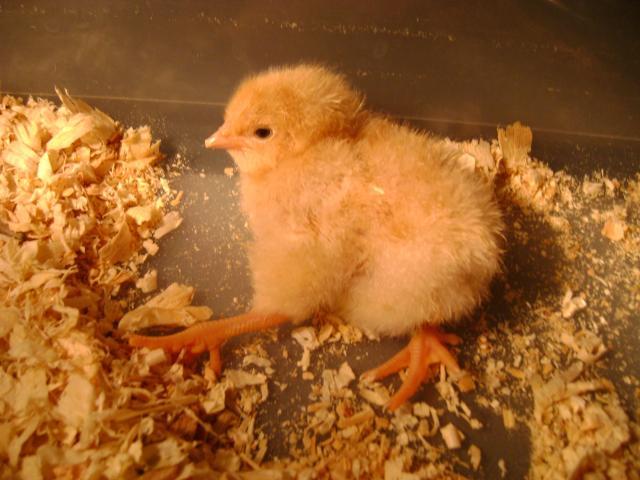 54629_baby_chicks_6410_025.jpg