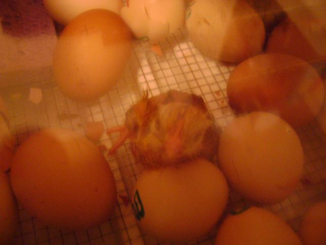 54629_chicks_hatching_007.jpg