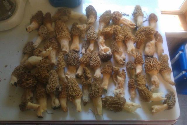 54632_morels.jpg