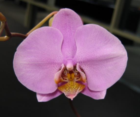 54632_orchid.jpg