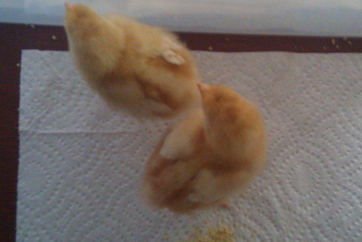 54632_yellowchix1.jpg