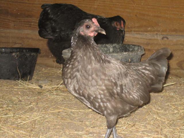 54639_greybantam.jpg