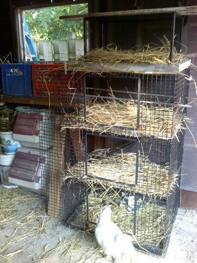 54640_delux_roost.jpg