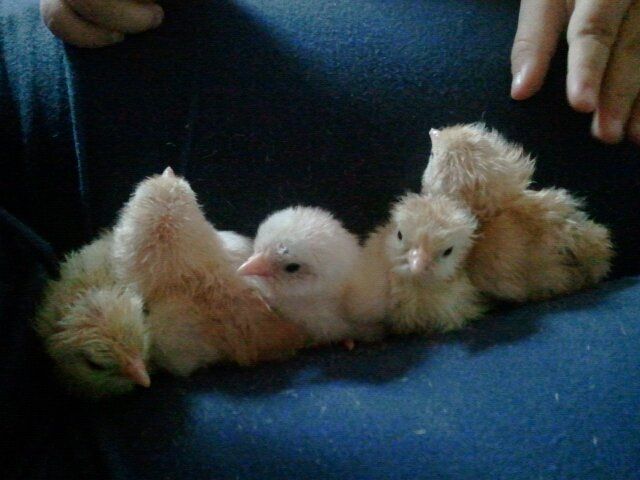 54640_surama_chicks2.jpg