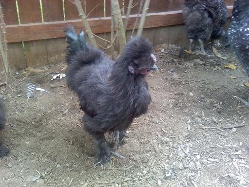 54640_yoyosilkie.jpg
