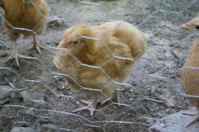 54650_pullet.jpg