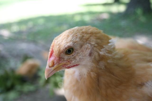 54650_rooster2.jpg