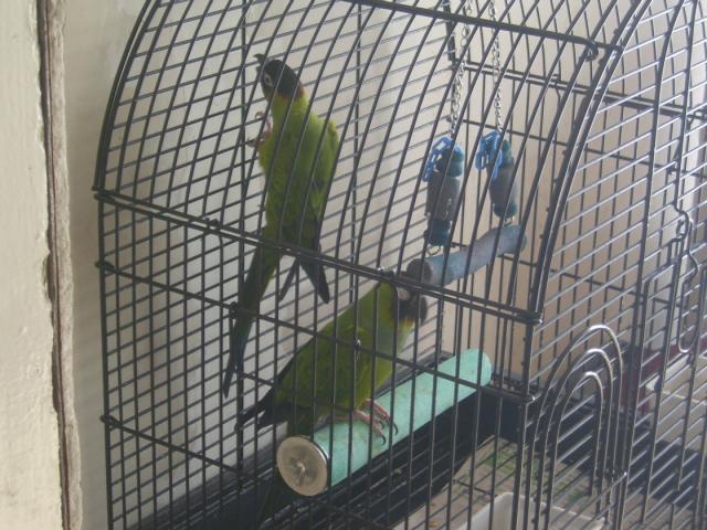 54663_bird_001.jpg