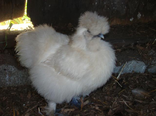 54686_april_232011_duck_chickens_005.jpg