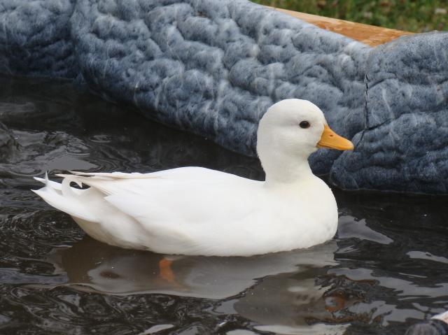 54686_august_5_duck_and_geese_011.jpg