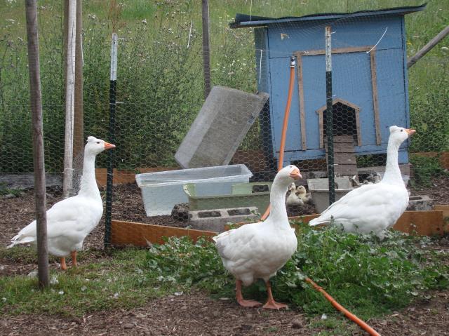 54686_august_5_duck_and_geese_012.jpg