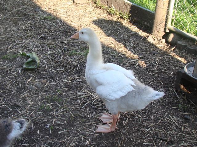 54686_ducks_geese_004.jpg