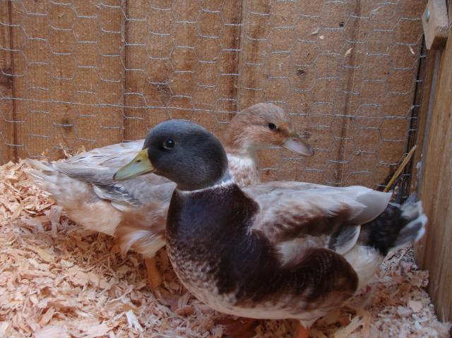 54686_october_gabby_birthday_pumpkin_patch_and_new_ducks_081.jpg