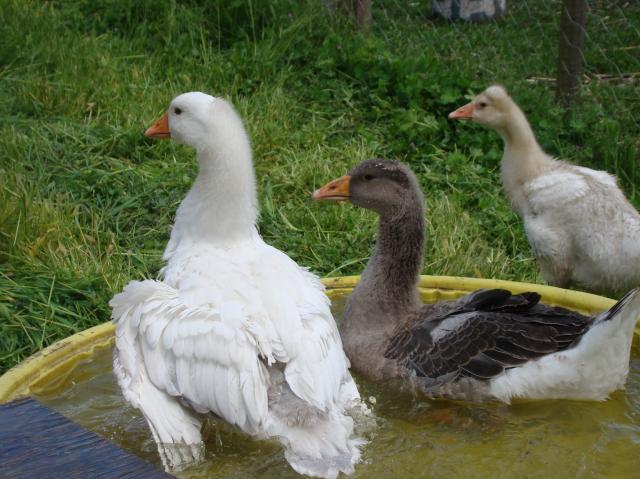 54686_swimming_goose_005.jpg